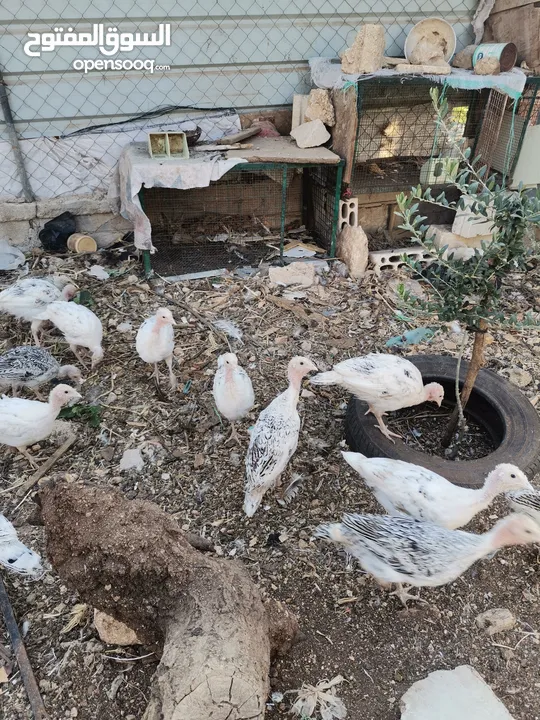دجاح رومي حبش