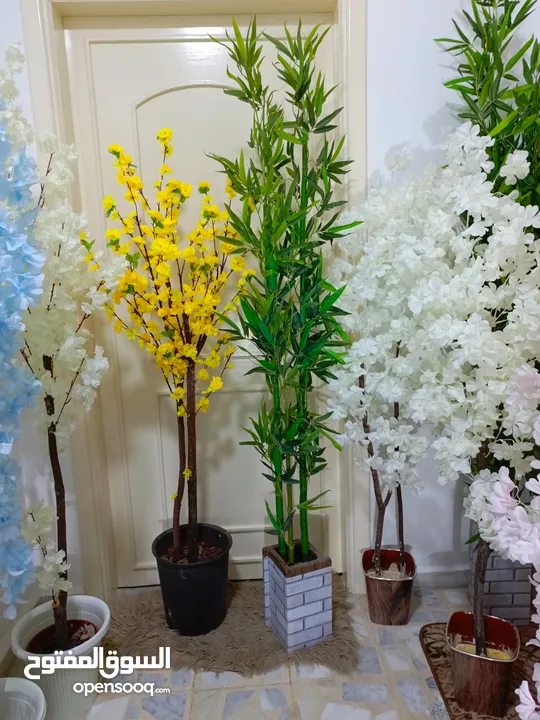 أشجار لوزيات أغصان طبيعي