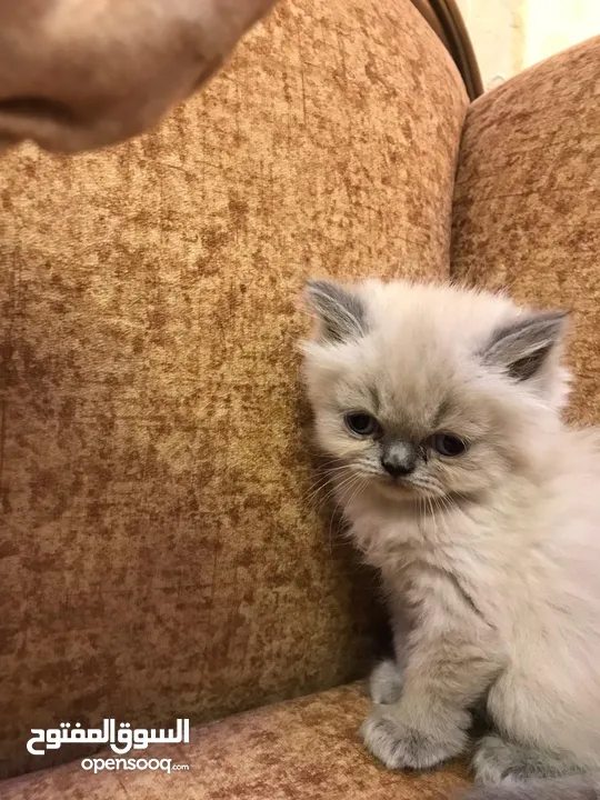 قطة انثى عمر شهر ونص
