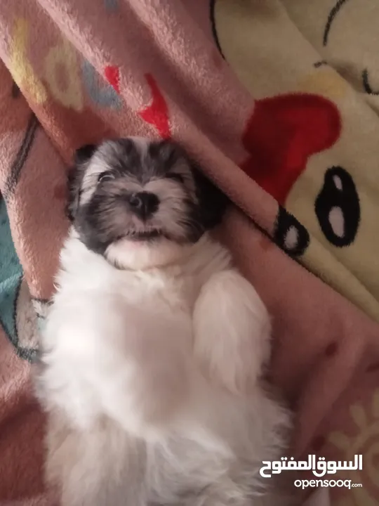 Havanese puppy