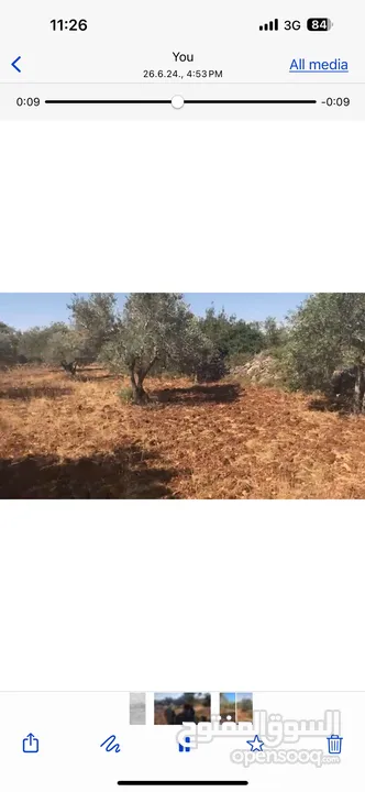 أرض للبيع جميلة ومليئة بأشجار الزيتون