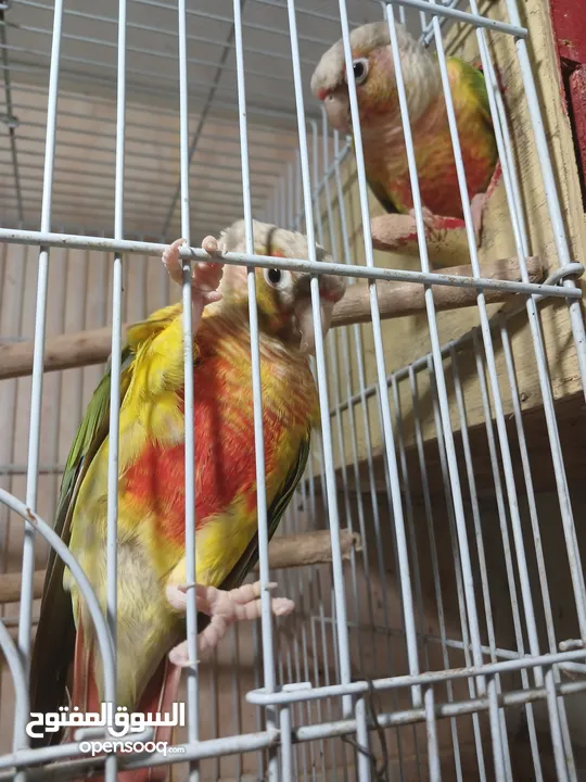 pineapple conure pair half tamed with DNA......................................   .. . .....