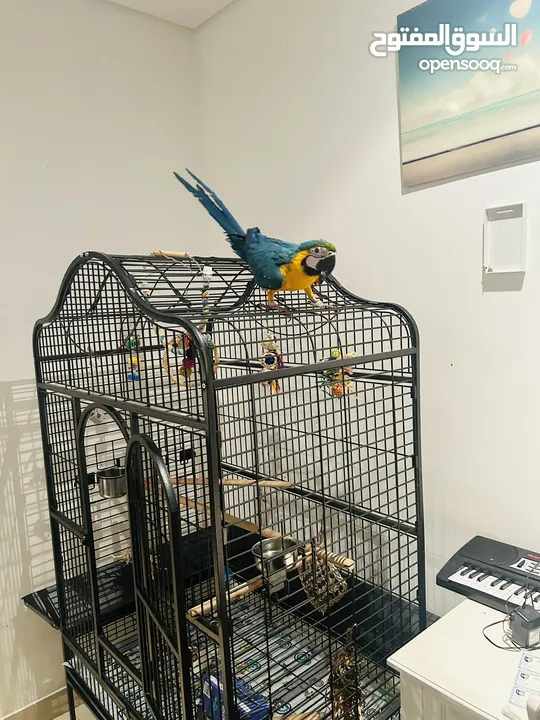Blue and Gold Macaw (6 months)