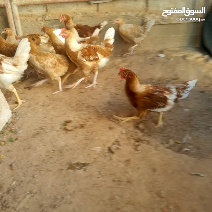 ديوك لوهمن