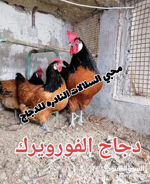 بيض مخصب و صيصان لسلالات دجاج نادره على مستوى العالم