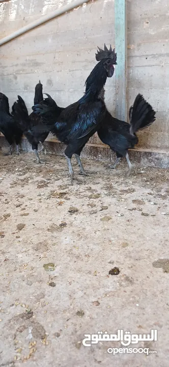 دجاج لامبرجيني ذو الحم والعضم وكامل اسود