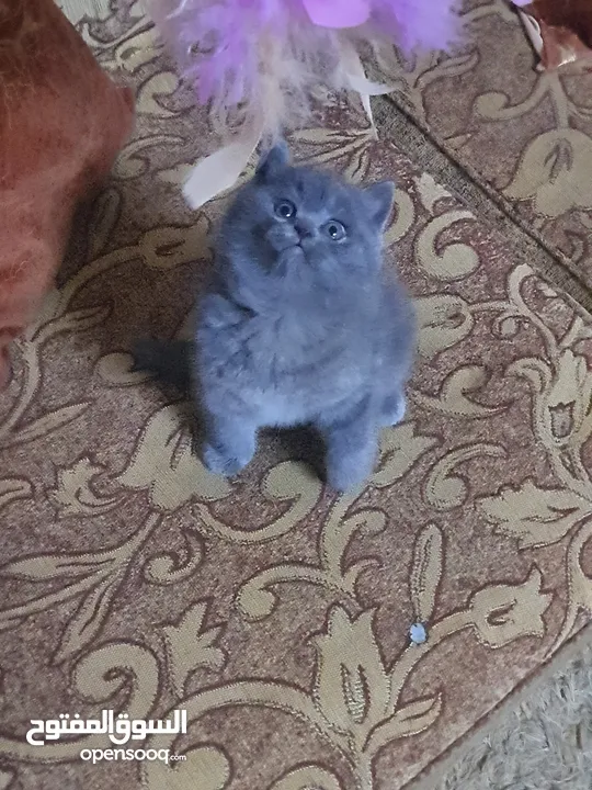 سكوتش ستريت
