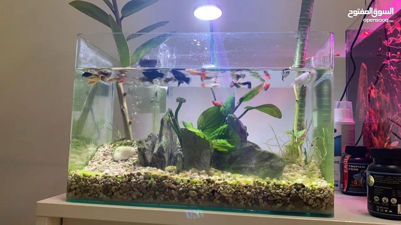 حوض سمك كبير مع كامل ملحقاته Fish Aquarium with all attachments
