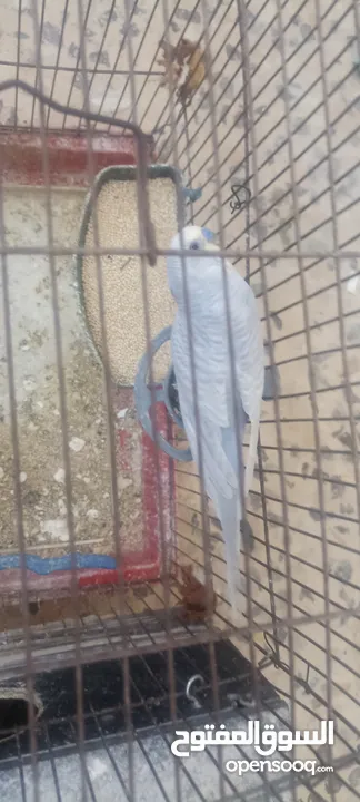 طيور روز وفشر وحب القراء الوصف تفاصيل اسعار حرق⁦ zzzzzzzzzzzzzzzzxxxxxxxxxxhbbbnnnbbbbbbbbbbbbbbbbbb