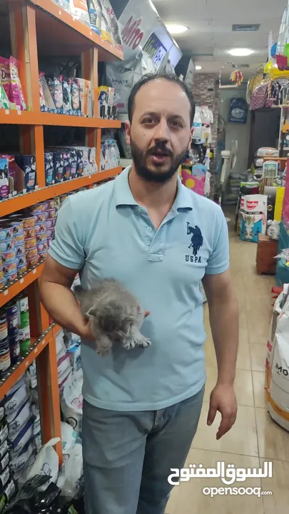 احضر الريلز  قط سكوتش ستريت ذكر – شعر ميديوم اقتنِ صديقًا ينشر الطاقة الإيجابية ويسحب الطاقة السلبية