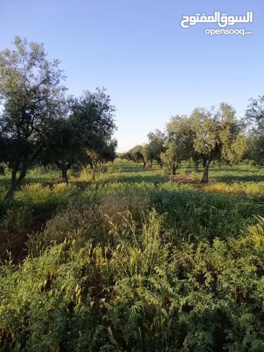 مزرعة حمص اخضر مكسيكي نخب أول للضمان