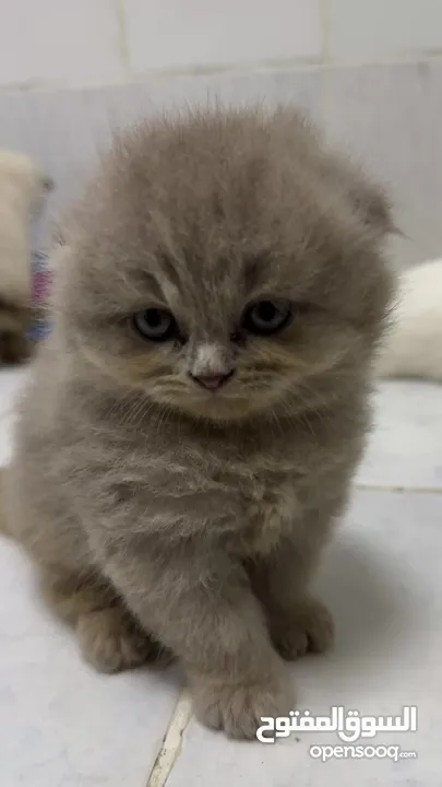 Scottish fold kitten