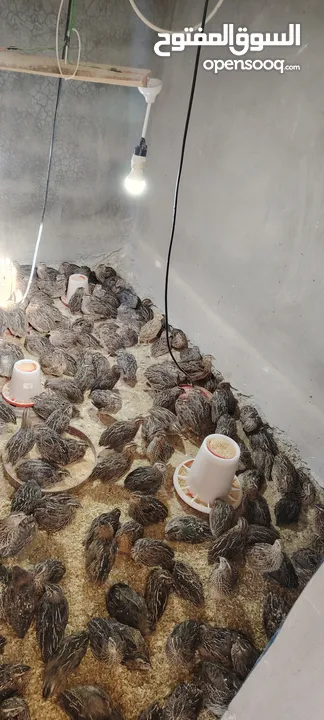 فر سوبر جامبو عمر 38 يوم سعر الجوز 1.5