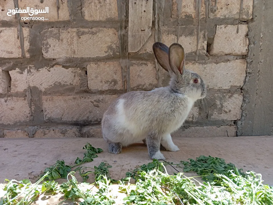 دكر جامبو بلجيكي  بسم الله مشاء الله