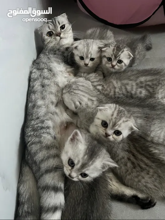 Scottish fold girl