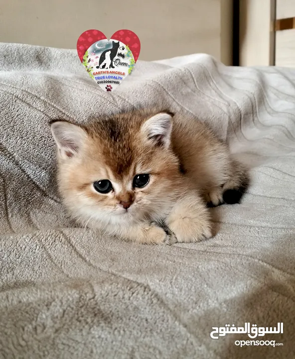 بنت بريتش و ذكر سكوتش Scottish Fold