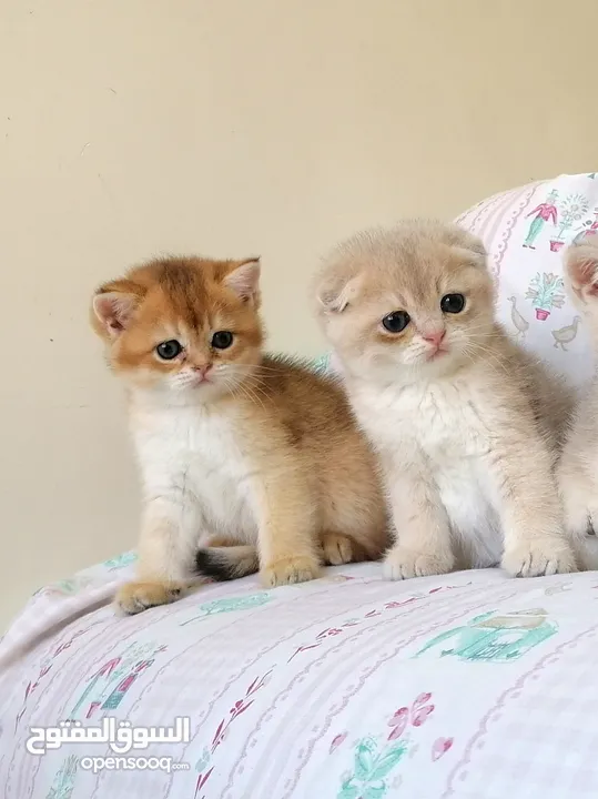 سكوتش فولد وسكوتش ستريت جولدن للبيع
