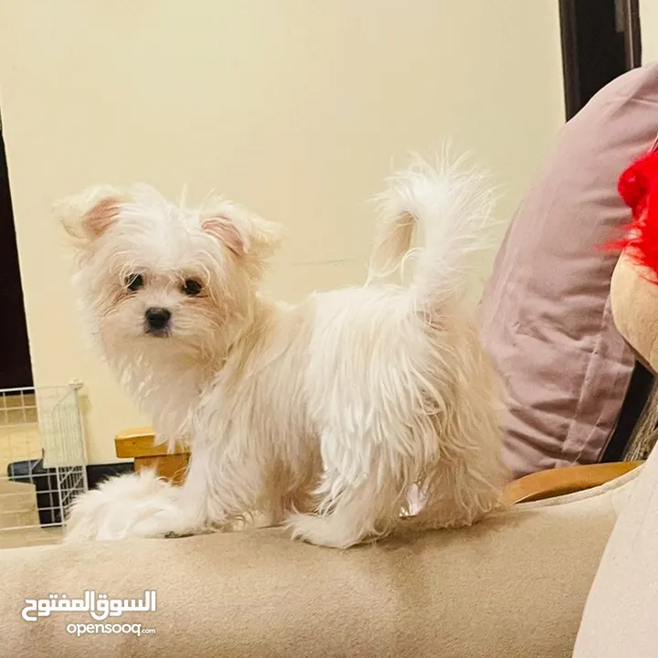 2 months old maltese female puppy