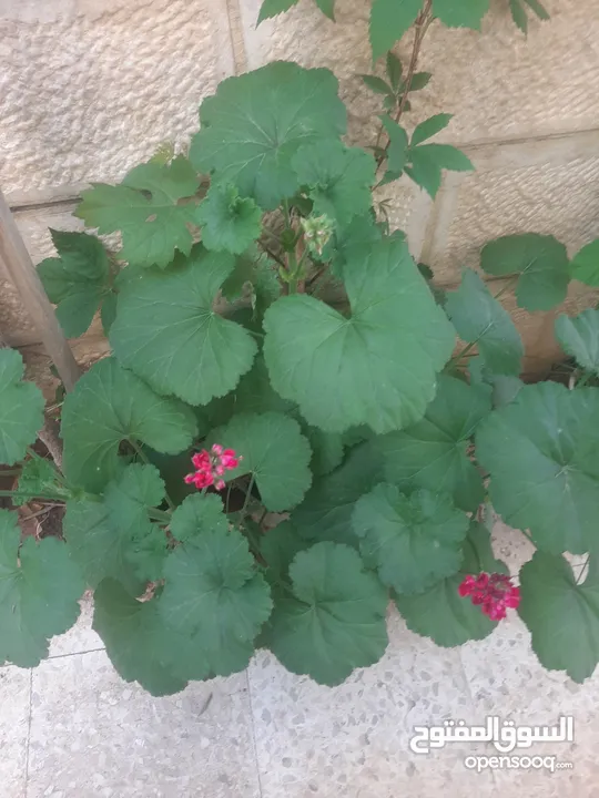 زريعه زينه للبيع