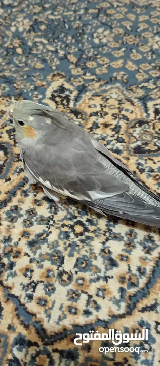 ببغاء كوكتيل حبشي مع قفص كبير