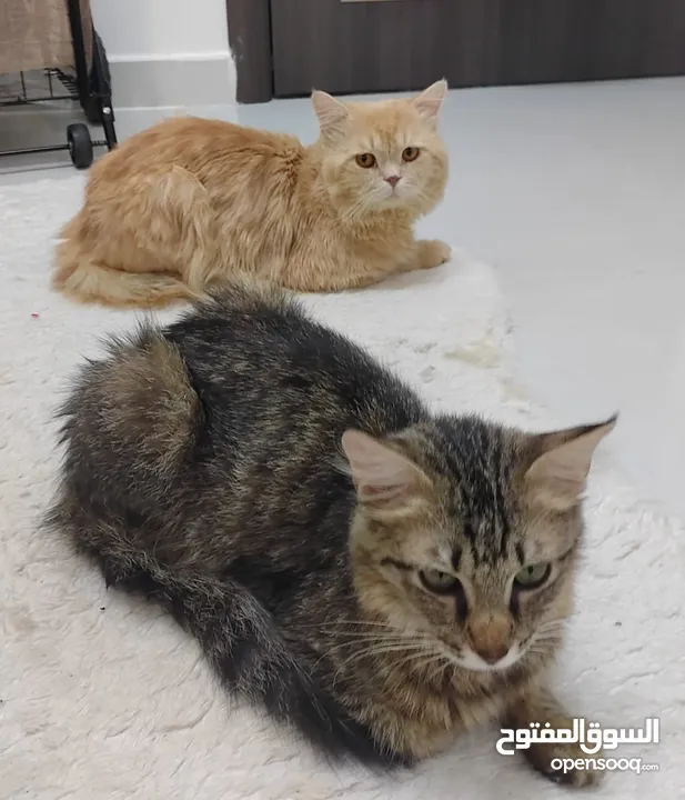 2 cats (american short hair dan persia).  قطتان (أمريكيتان قصيرتا الشعر وفارسيتان)