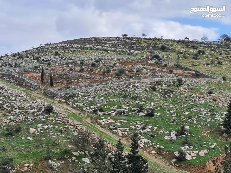 مزرعة في جرش للبيع من المالك مباشرة