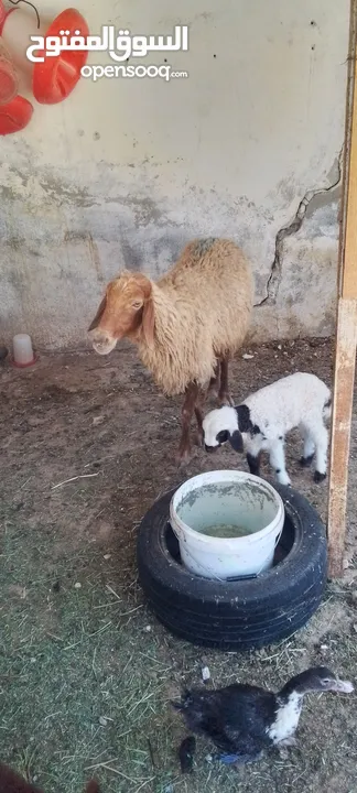نعجه للبيع وراها عبود عمان جاوا