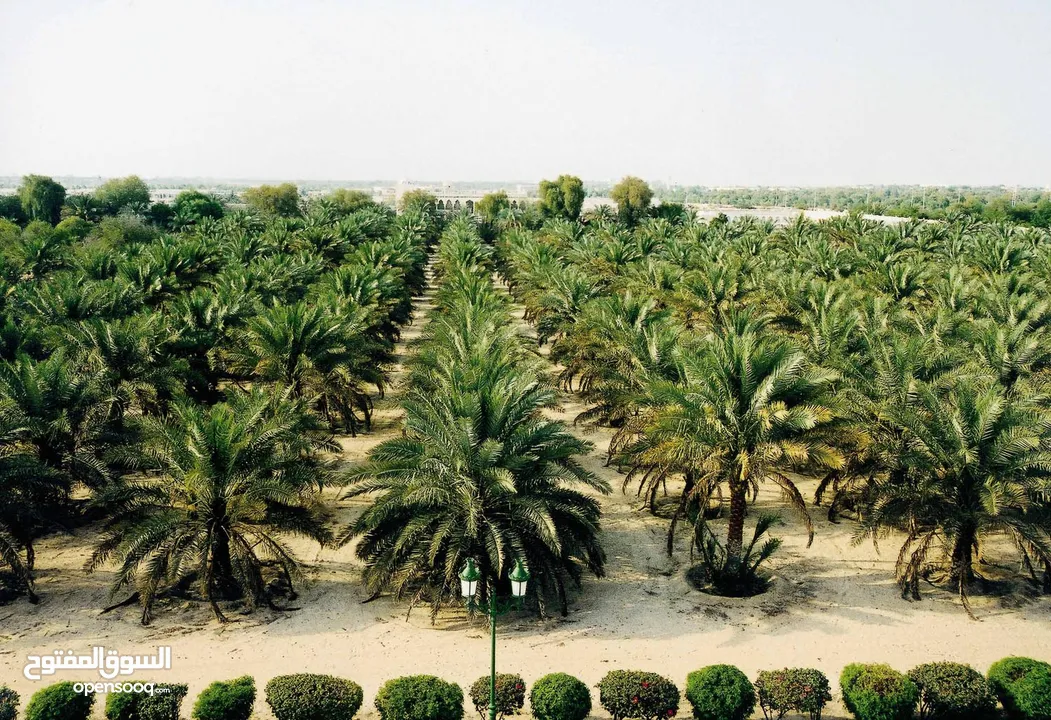 اضخم مزارع النخيل في الغور الاردني