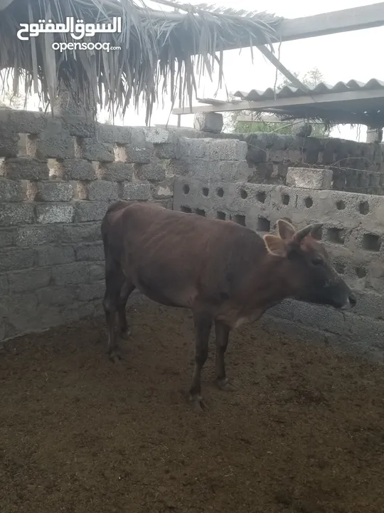 cow for sale