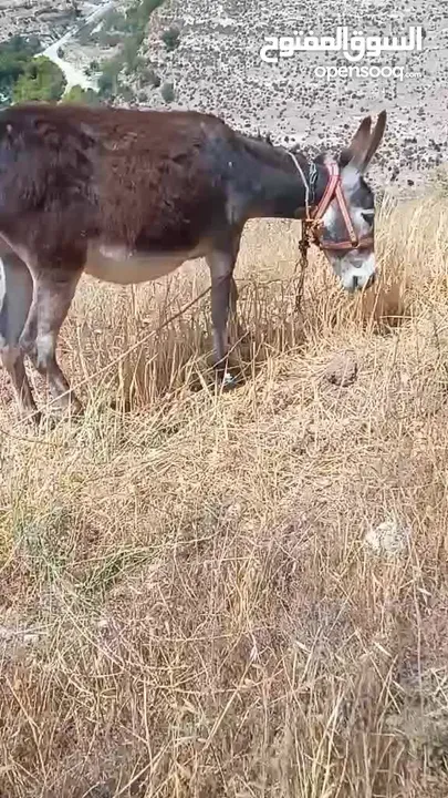 جحشه زرقا قطعه حلوه