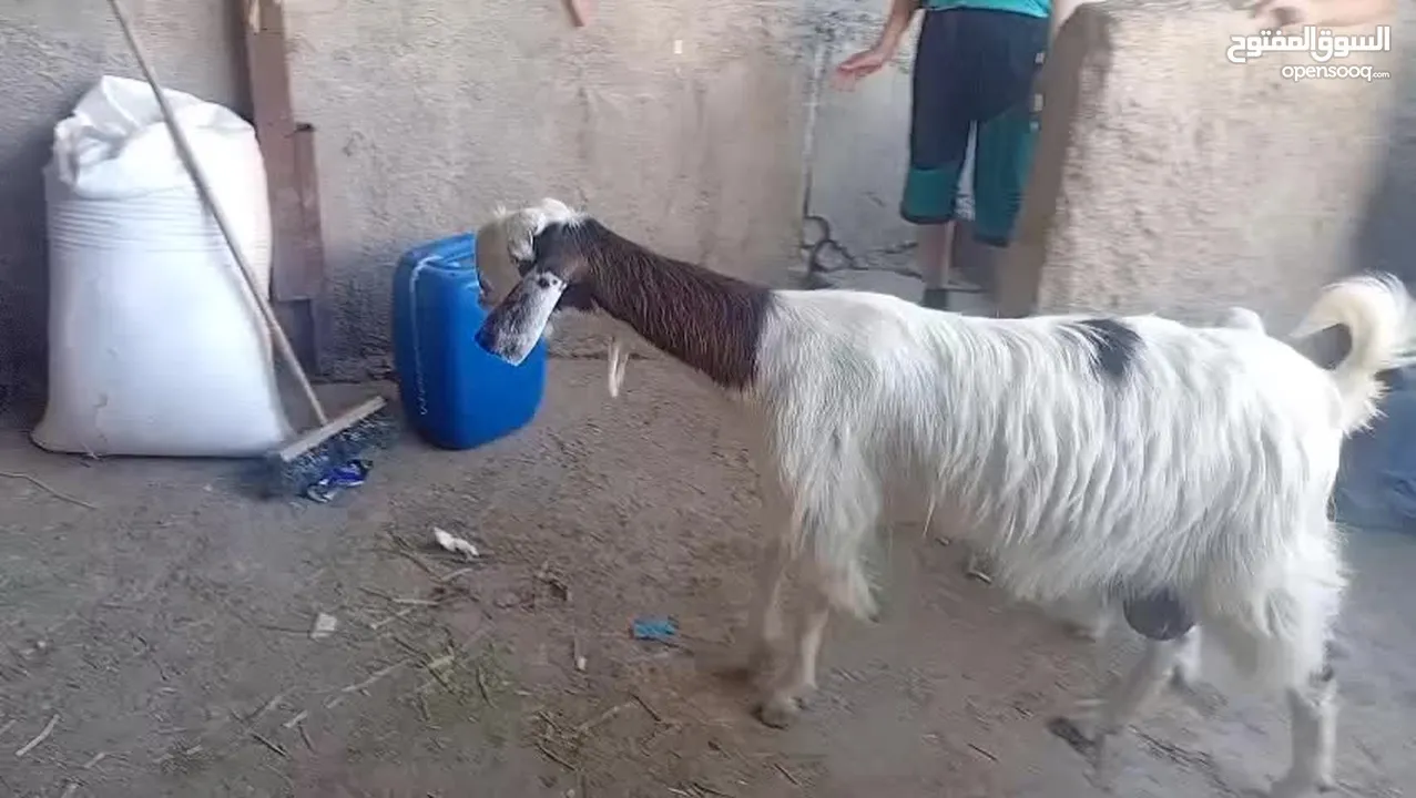 عنز وراها سخله بيضا برصا مميزه