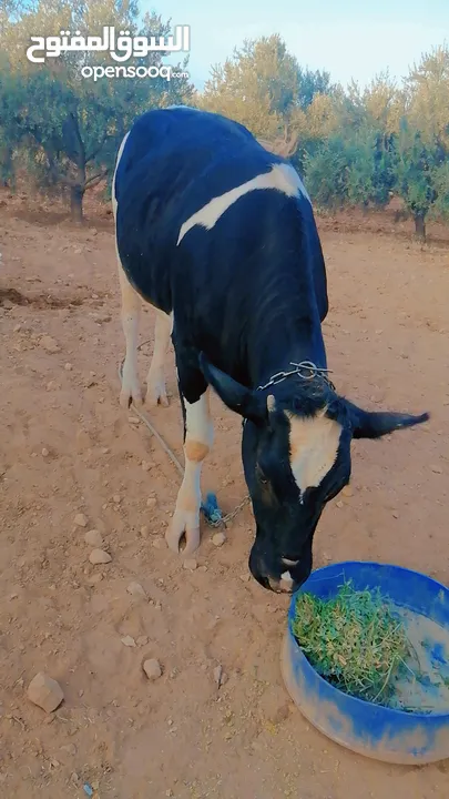 بكيرة عشار كبير