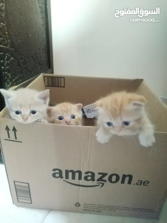 Little cats