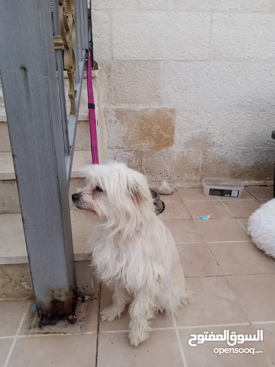 كلب انثى فرنش تيرير French Terrier مع جميع المطاعيم والاغراض