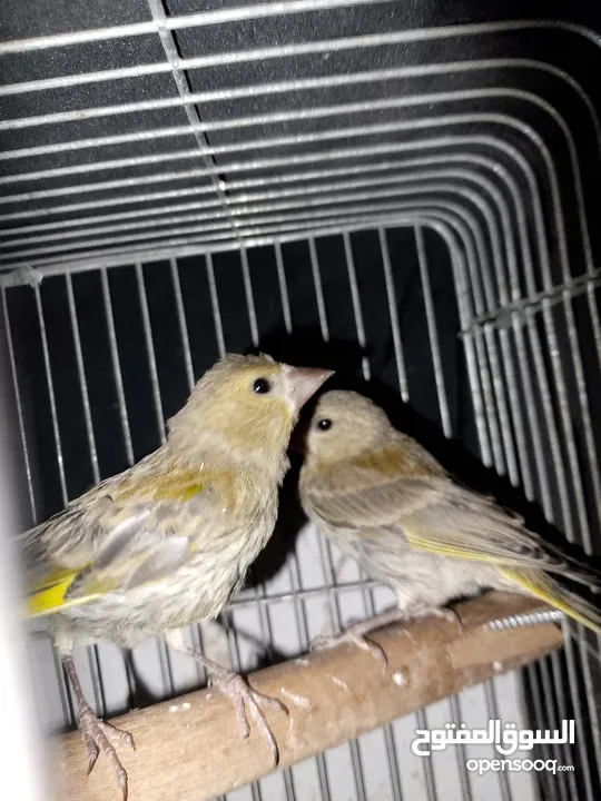 حوز عصافير خضري للبيع او للبدل