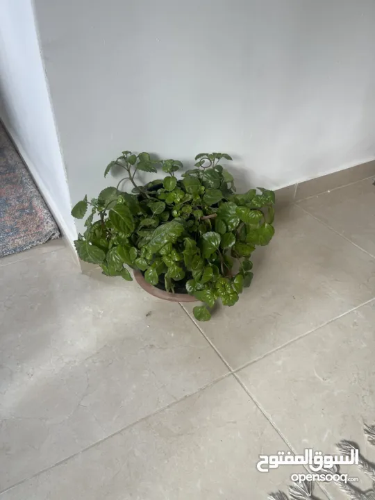 شقه للبيع في منطقه الطيره