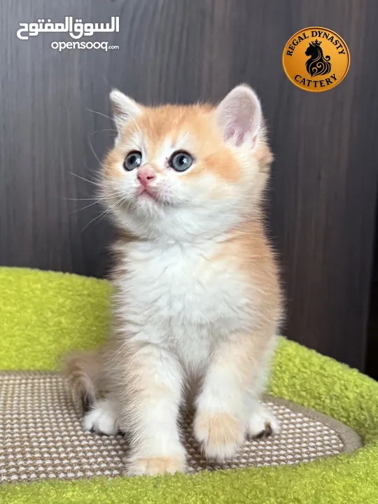High-level British Shorthair kittens with pedigree