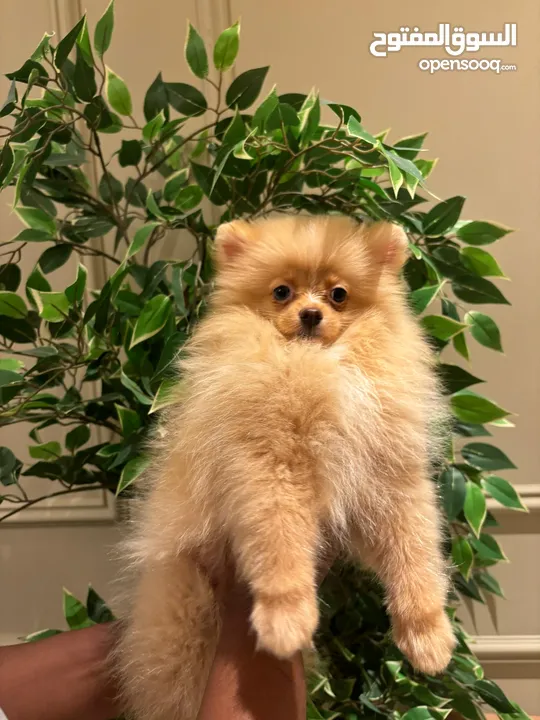 CUTE POMERANIAN FEMALE PUPPY