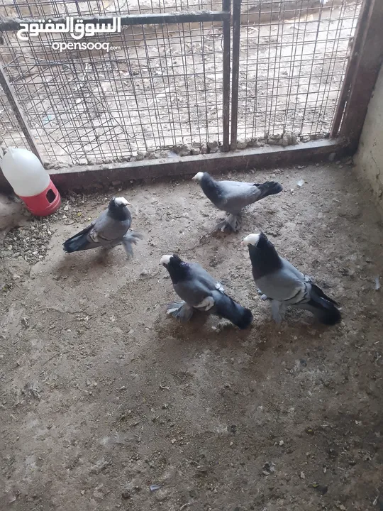 متاح جوز ماشاءالله موجودات طبربور