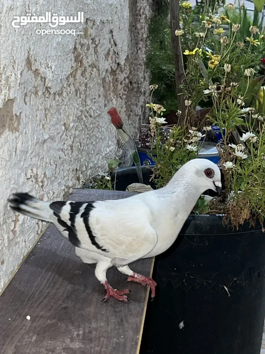حمام للبيع