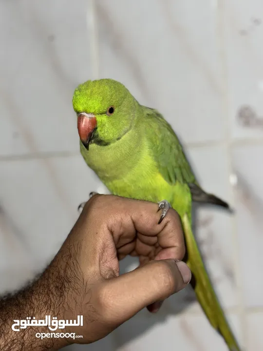 Non biting parrot