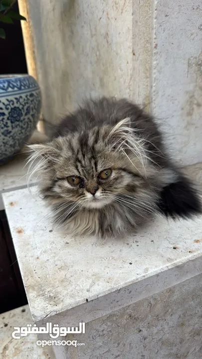 Persian long hair for sale 50 with delivery