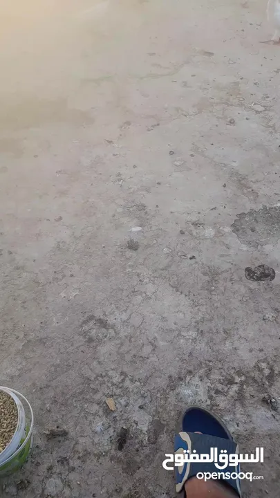 حمام بلدي ممتاز