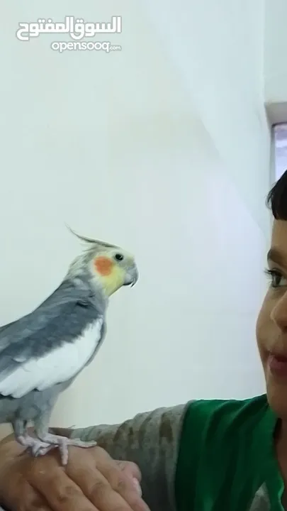 جوز كوكتيل شغال 100% لاتينو