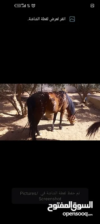 فرس مع مهر للبيع