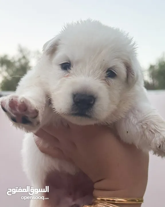 Pure white German shepherd puppies يراوه بيور وايت جيرمن شيبرد