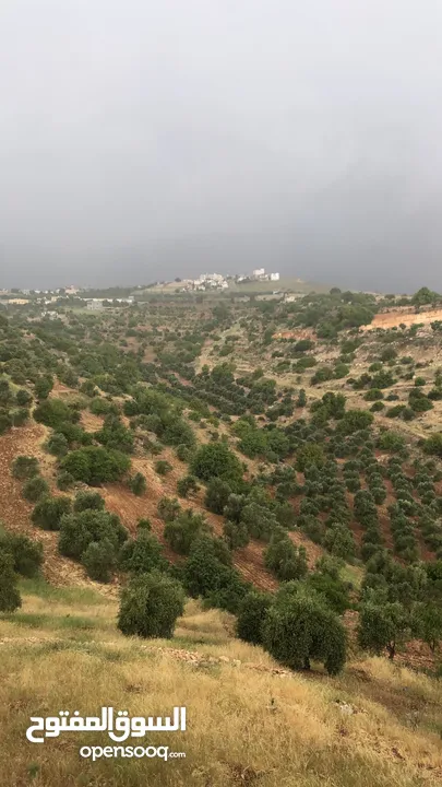 منزل منعزل مع حديقة فواكه 3 غرف صاله مجلس بلكون مطبخ مجهز مواقف سيارات