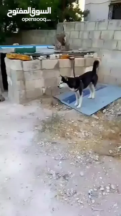 كلب هاسكي للبيع