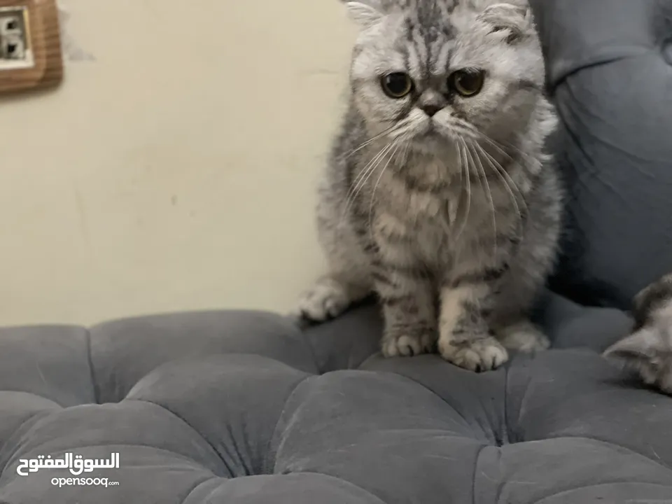 كتن سكوتش فولد و ستريت وام منتجه