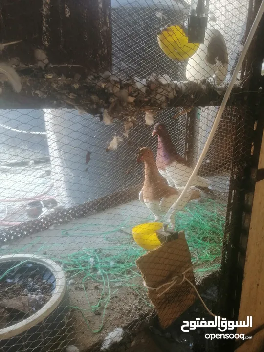 جوزين يهودي جوز اصفر وجوز احمر على صفره